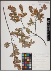 Foto von Salix aurita L. x Salix myrtilloides L.